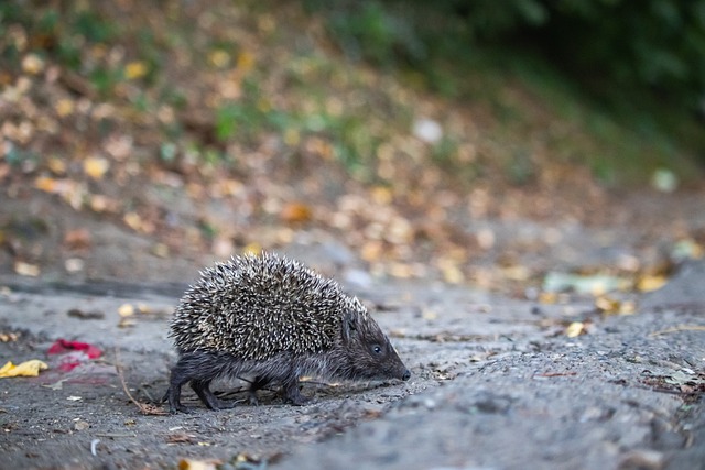 赛季最具竞 赛季最具竞